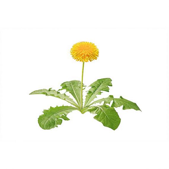 dandelion