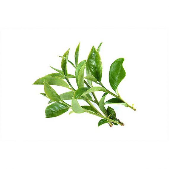 green-tea