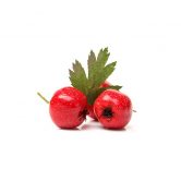 hawthorn-berry