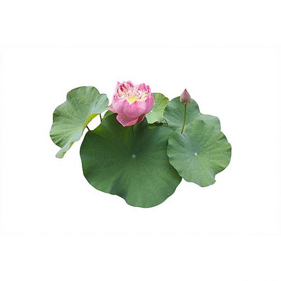 lotus